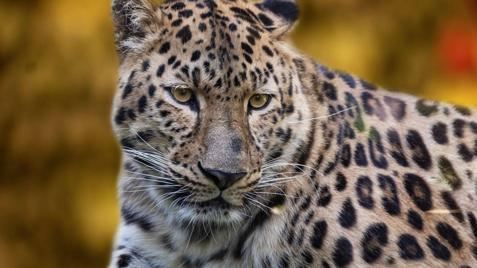 camping-ardennes-parc-animalier-poi-th